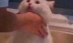 朝阳吃瓜群众一枚